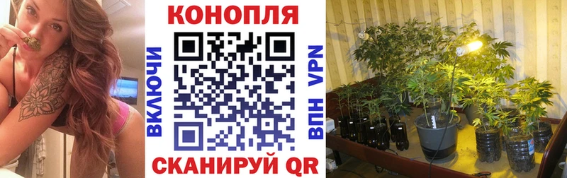 Шишки марихуана Amnesia  Купить  Полысаево 